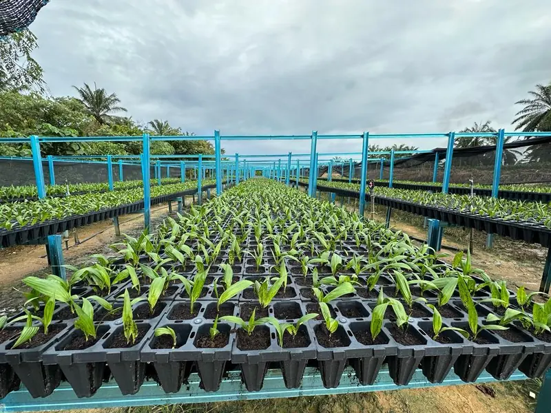 Anak sawit muda baru bercambah dalam dulang semaian — young oil palm sprouts in pre-nursery trays