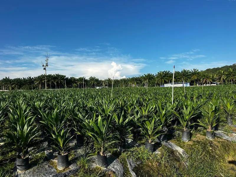 Semaian utama: anak sawit dalam polibag hitam di atas lapik tanah — main nursery oil palm seedlings in black polybags