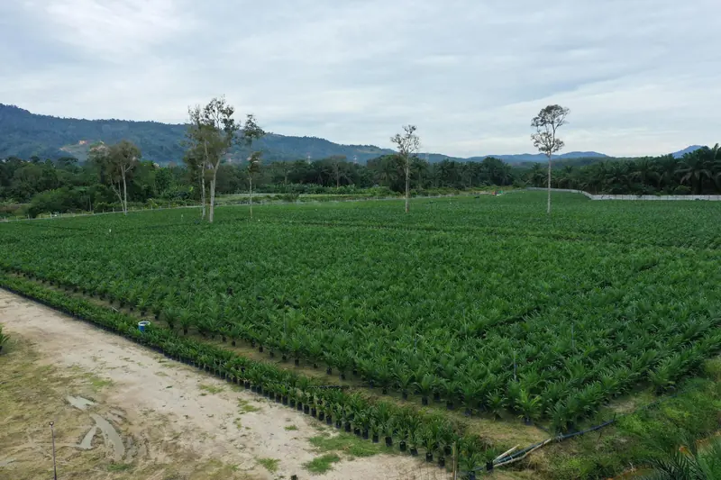 Pandangan udara tapak semaian anak sawit Chong Jin di Seberang Perai Selatan — aerial view of the oil palm nursery