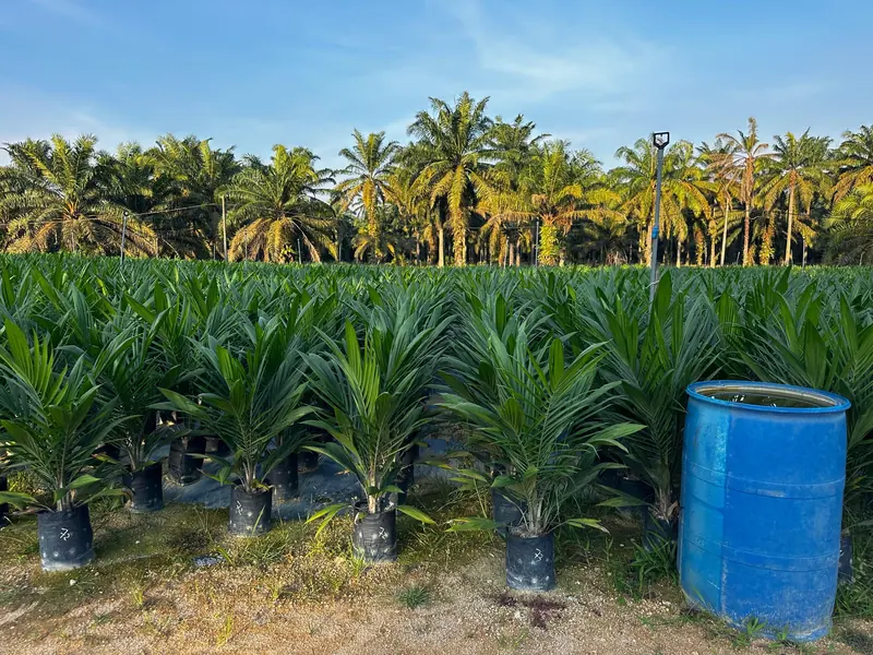 Barisan anak sawit dalam polibag di hadapan pokok sawit matang — polybag seedlings in front of mature oil palms
