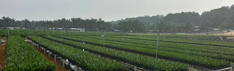 Dulang pra-semaian anak sawit di atas rak tinggi — pre-nursery oil palm trays on raised benches