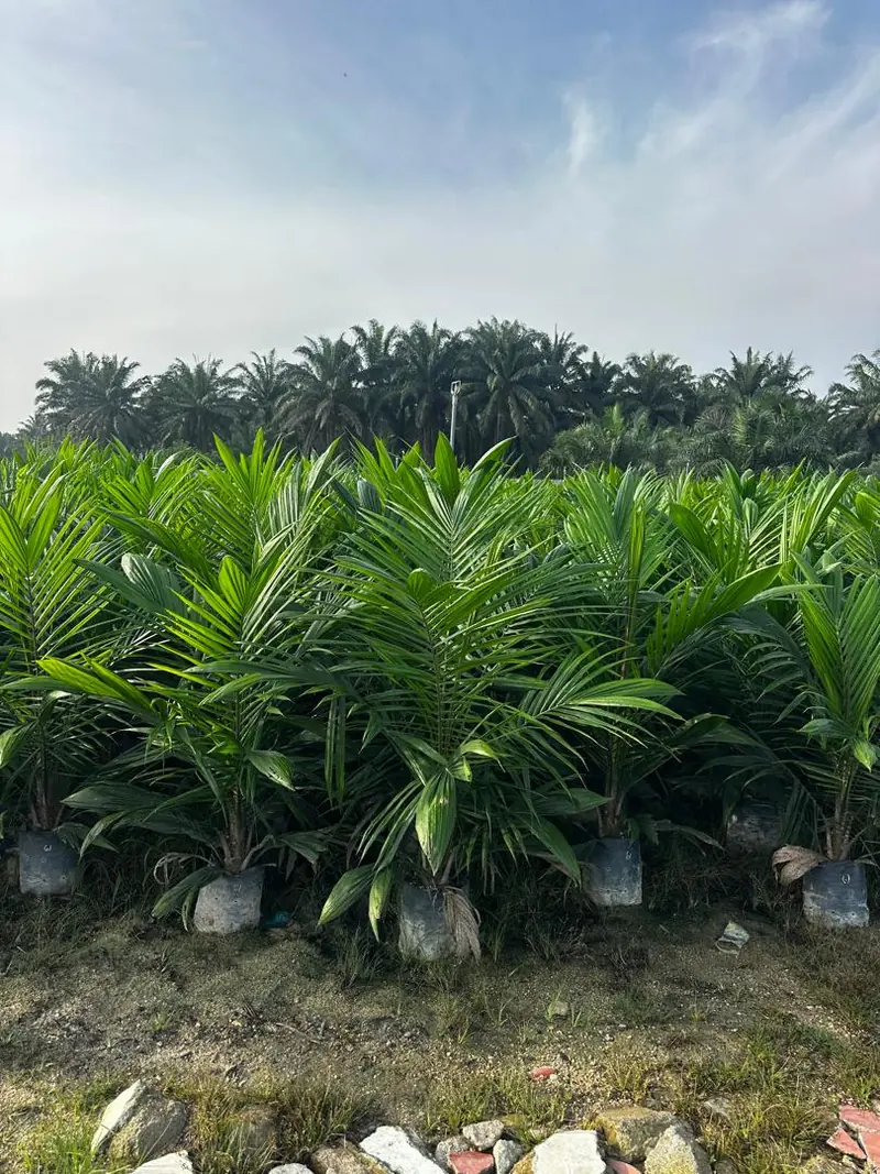Anak sawit 10–12 bulan dalam polibag, sedia tanam — ready-to-plant 10–12-month oil palm seedlings in polybags