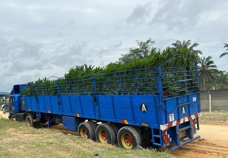 Lori penuh anak sawit keluar dari tapak semaian Chong Jin — lorry loaded with oil palm seedlings for delivery